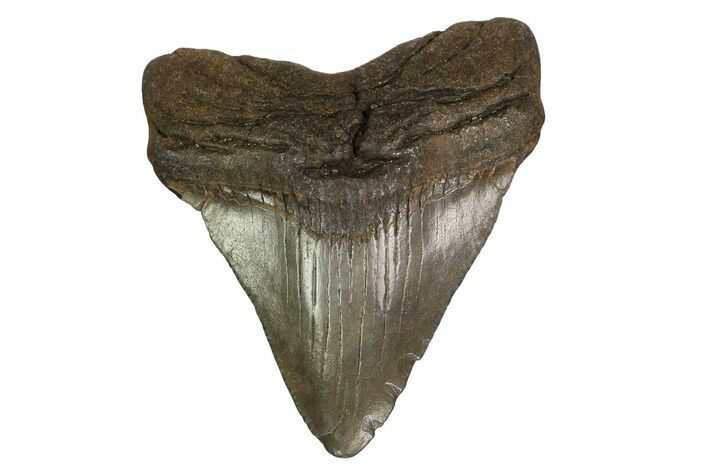 Juvenile Megalodon Tooth - South Carolina #164953